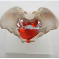 ISO Human Anatomical Model, Pelvis model with pelvic muscles and pelvic organs